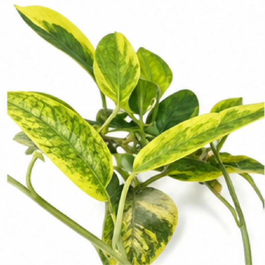 Anthurium Warocqueanum / Anthurium Queen Mint Variegated – Tissue Culture