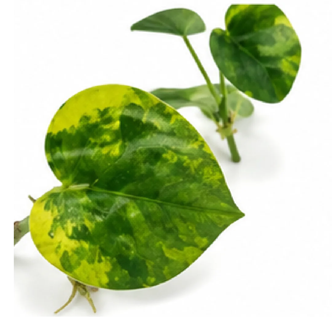 Anthurium Clarinervium Hybrid Sulanjana King Aurea Variegated – Tissue Culture