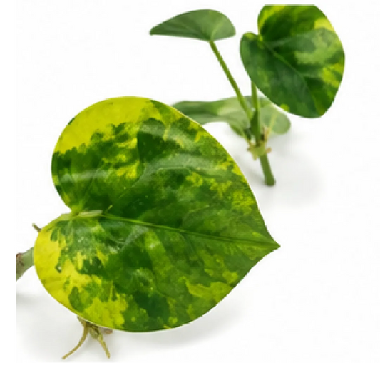 Anthurium Clarinervium Hybrid Sulanjana King Aurea Variegated – Tissue Culture
