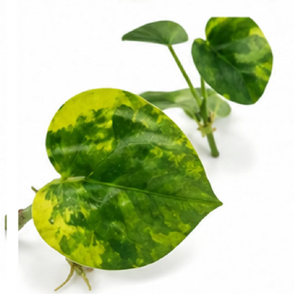 Anthurium Clarinervium Hybrid Sulanjana King Aurea Variegated – Tissue Culture
