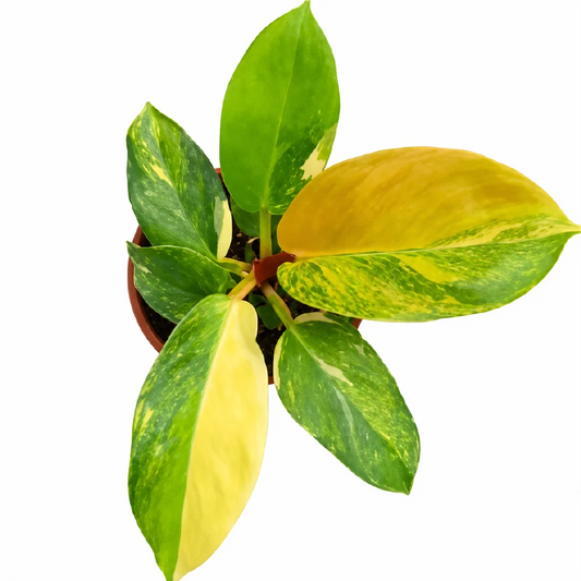 Philodendron Golden Melinonii Variegata Tissue Culture