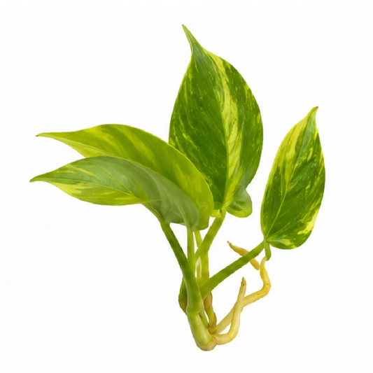 Philodendron Warscewiczii Aurea Var (Selloum Pretty Angel Aurea Var) Tissue Culture