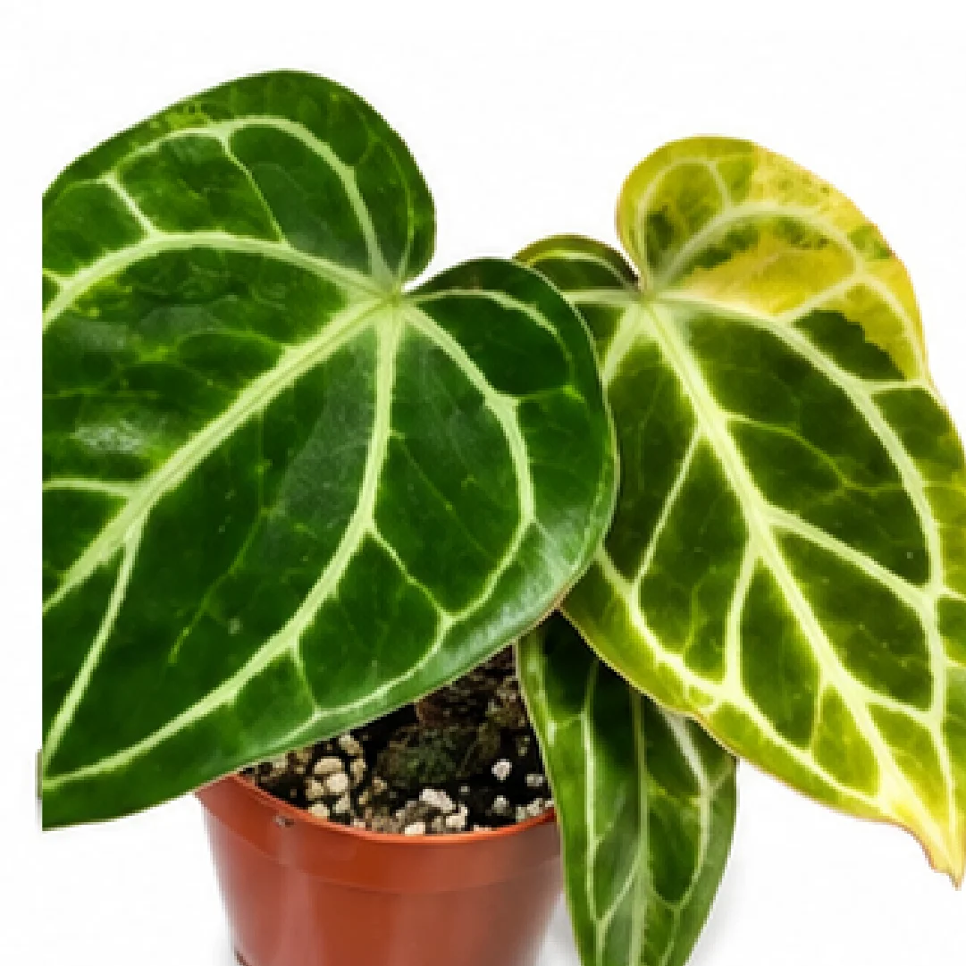 Anthurium Crystallinum Variegated – Tissue Culture