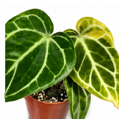Anthurium Crystallinum Variegated – Tissue Culture