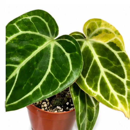 Anthurium Crystallinum Variegated – Tissue Culture