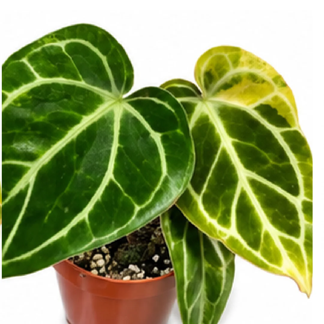 Anthurium Crystallinum Variegated – Tissue Culture