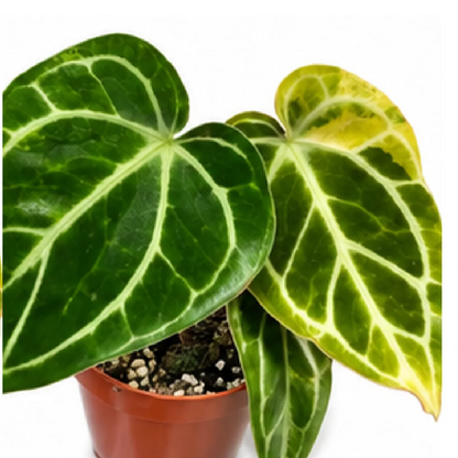 Anthurium Crystallinum Variegated – Tissue Culture