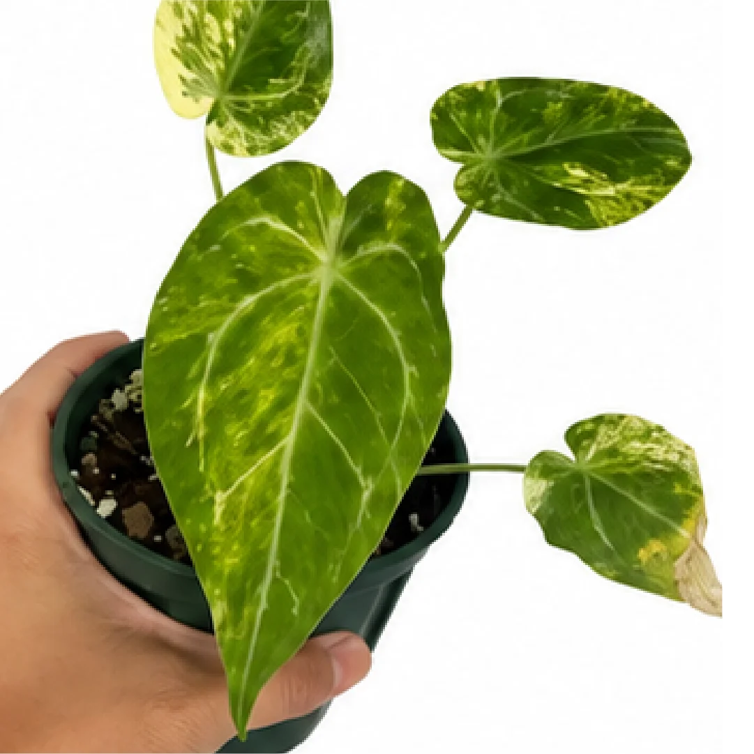 Anthurium Magnificum X Variegated – Tissue Culture