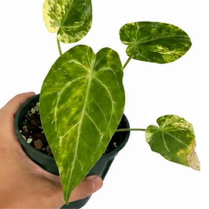 Anthurium Magnificum X Variegated – Tissue Culture