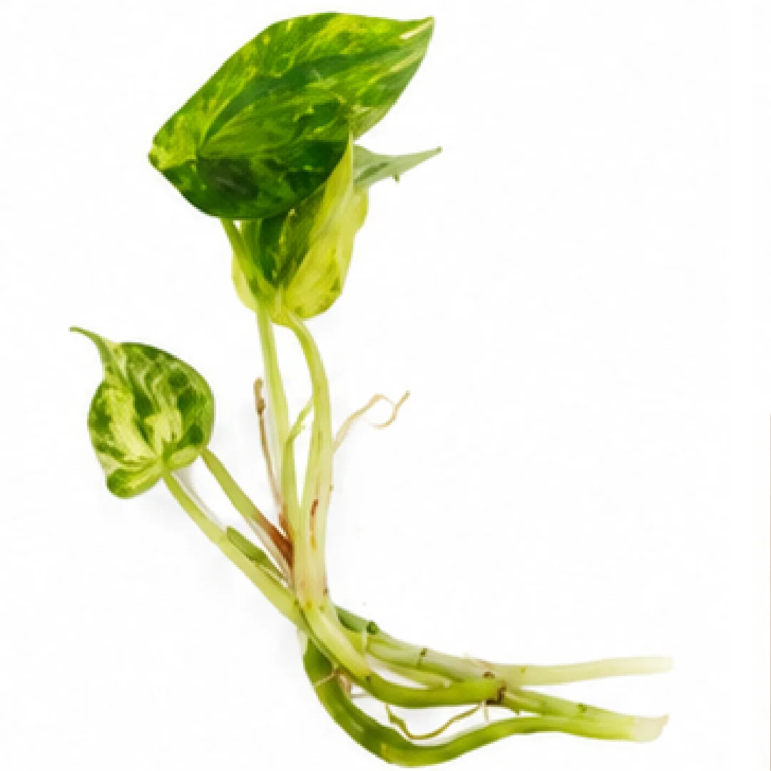 Anthurium Magnificum X Variegated – Tissue Culture