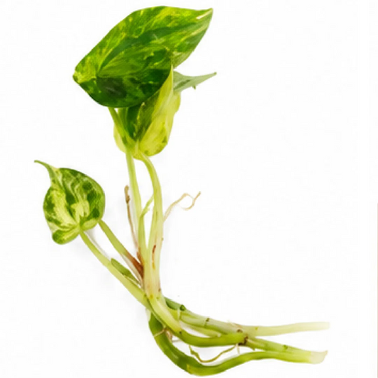 Anthurium Magnificum X Variegated – Tissue Culture