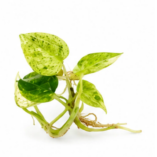 Anthurium Ace of Spades Variegated (Anthurium AOS Var) – Tissue Culture