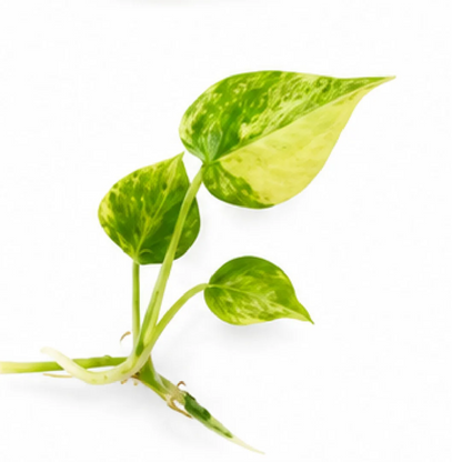 Anthurium Clarinervium Variegated – Tissue Culture