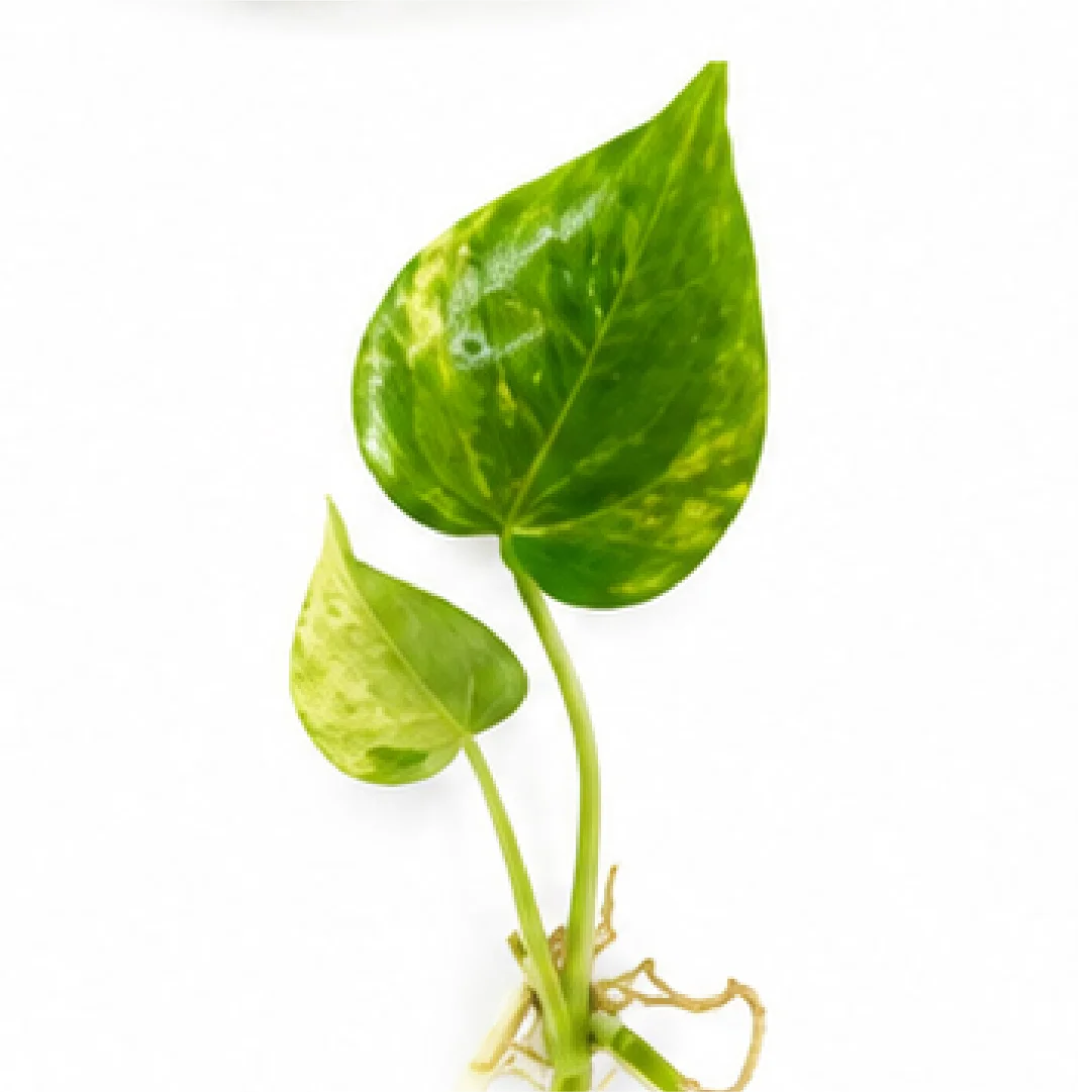 Anthurium Clarinervium Variegated – Tissue Culture