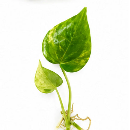 Anthurium Clarinervium Variegated – Tissue Culture