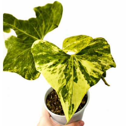 Anthurium Pterodactyl Variegated – Tissue Culture