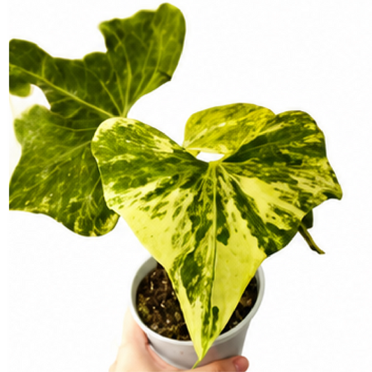 Anthurium Pterodactyl Variegated – Tissue Culture