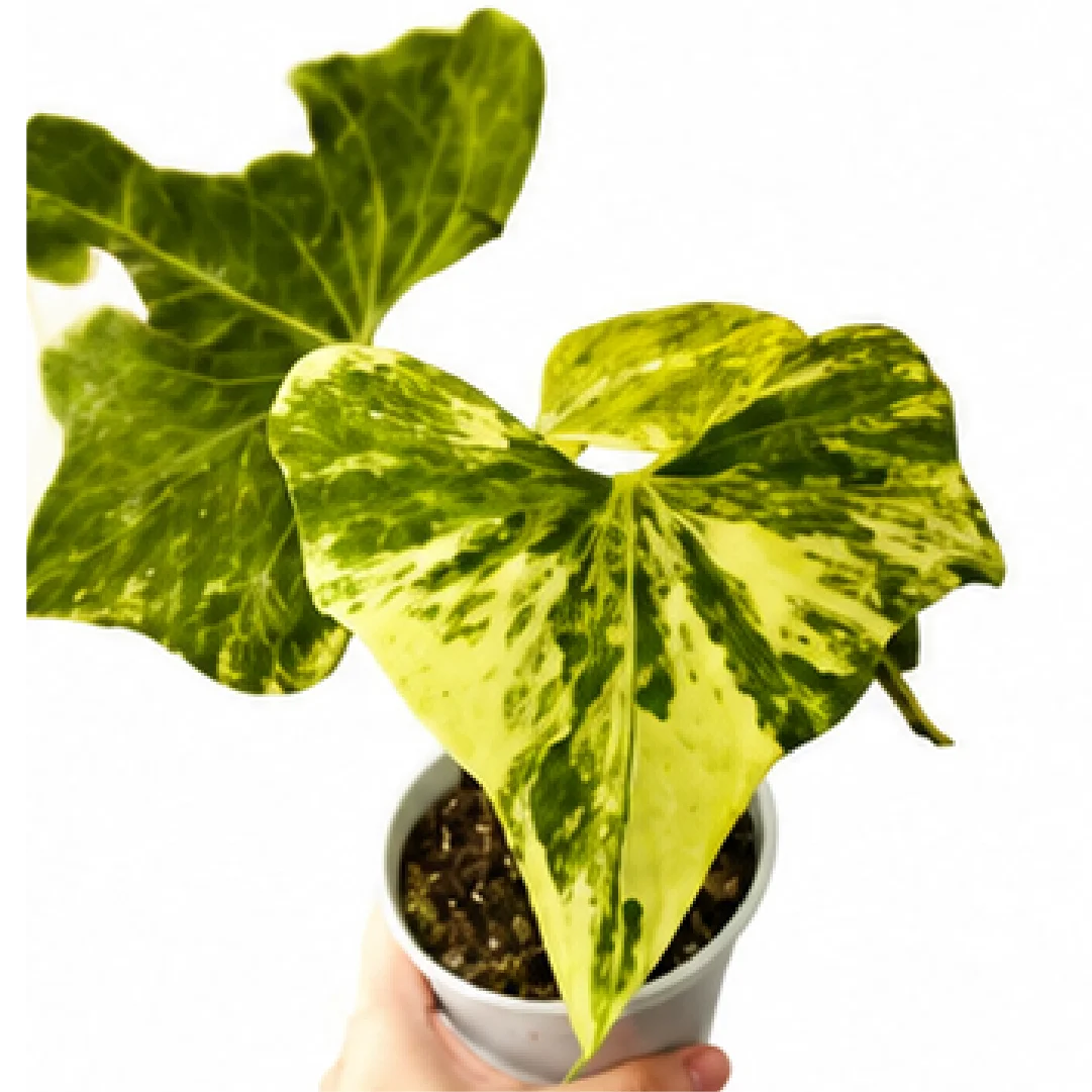 Anthurium Pterodactyl Variegated – Tissue Culture