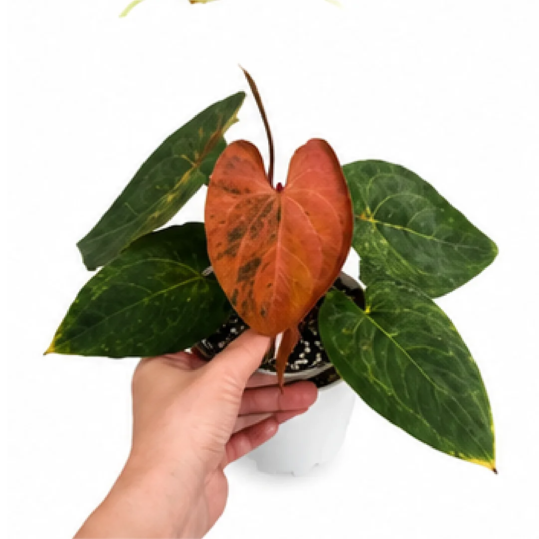 Anthurium Dark Phoenix Variegated – Tissue Culture