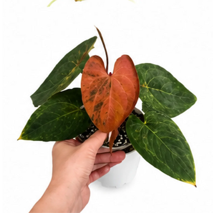 Anthurium Dark Phoenix Variegated – Tissue Culture