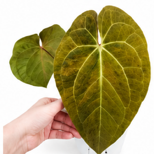 Anthurium Dark Phoenix Variegated – Tissue Culture