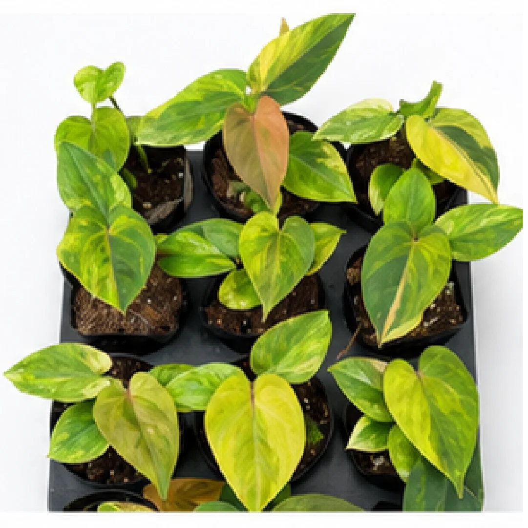 Anthurium Dark Phoenix Var 2 – Tissue Culture