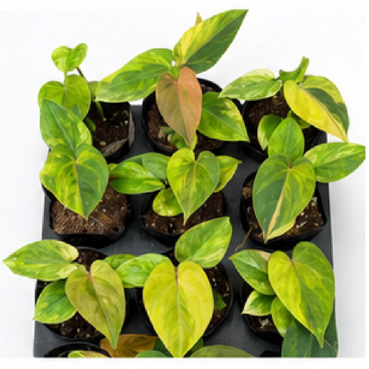 Anthurium Dark Phoenix Var 2 – Tissue Culture