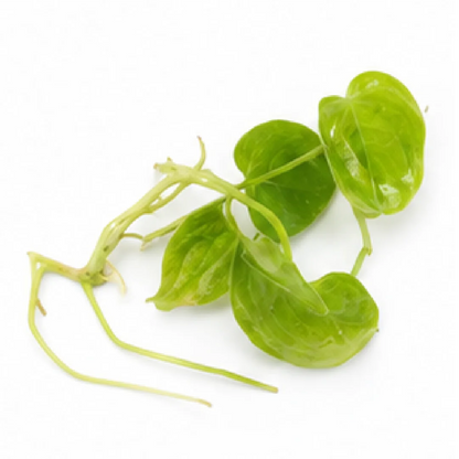 Anthurium Dark Phoenix Var 2 – Tissue Culture