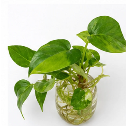 Anthurium Forgetii Variegated – Tissue Culture