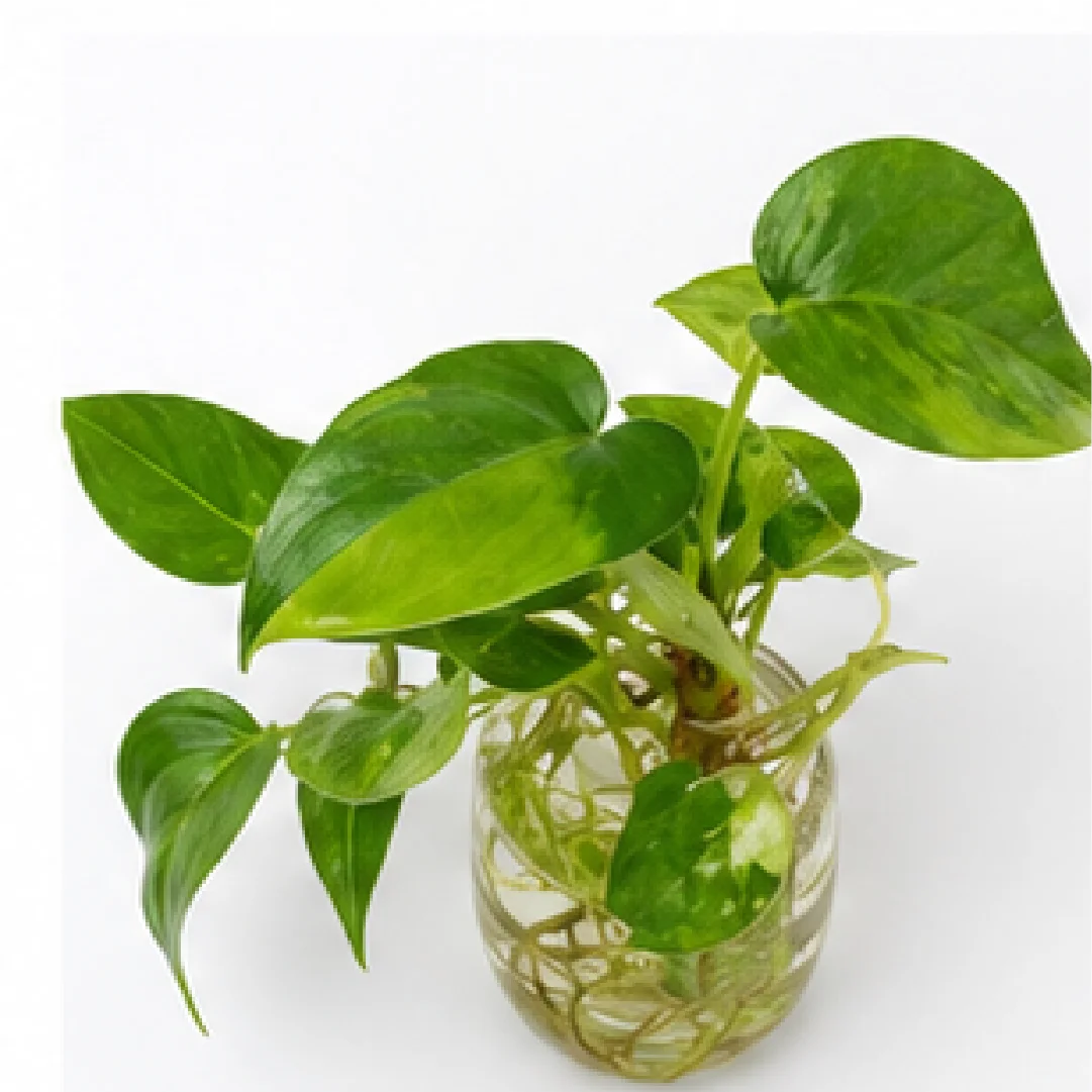 Anthurium Forgetii Variegated – Tissue Culture