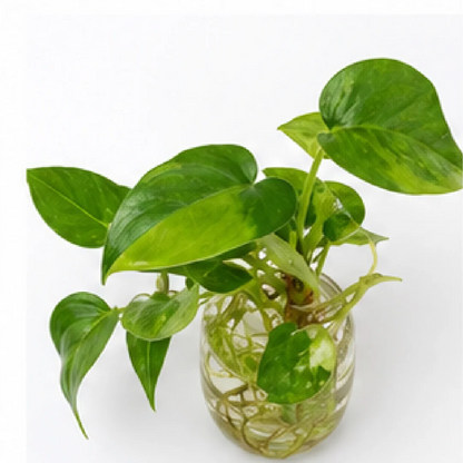 Anthurium Forgetii Variegated – Tissue Culture
