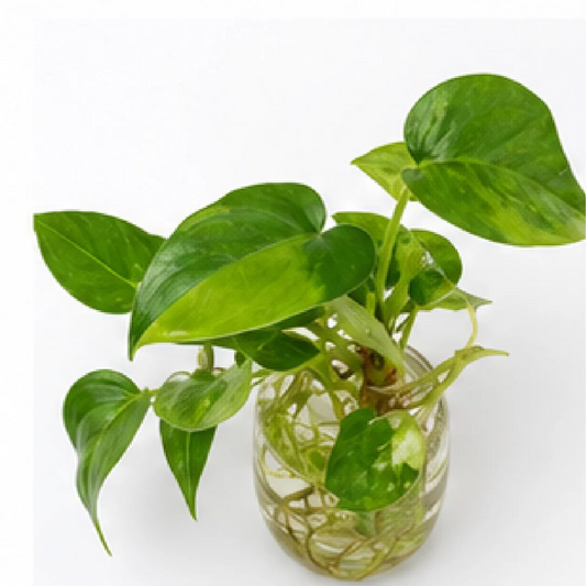 Anthurium Forgetii Variegated – Tissue Culture