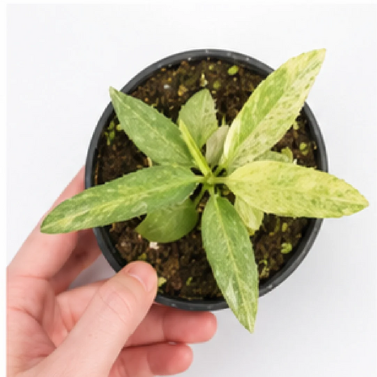 Anthurium Vittariifolium Variegated – Tissue Culture