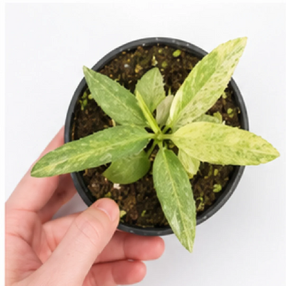 Anthurium Vittariifolium Variegated – Tissue Culture