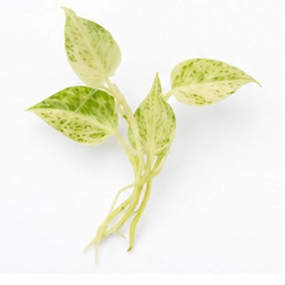 Anthurium Hookeri Pink Var / Anthurium Bonplandii Variegated – Tissue Culture