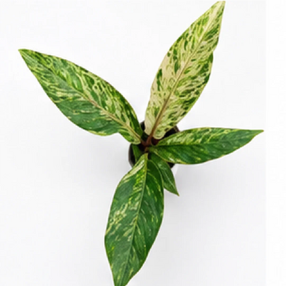 Anthurium Hookeri Pink Var / Anthurium Bonplandii Variegated – Tissue Culture