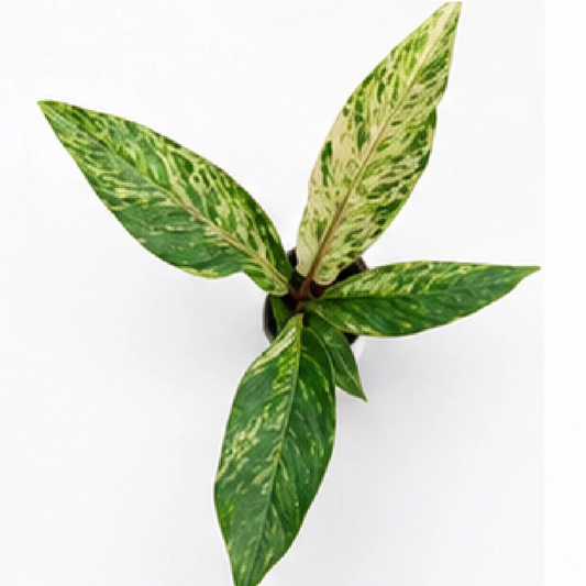 Anthurium Hookeri Pink Var / Anthurium Bonplandii Variegated – Tissue Culture