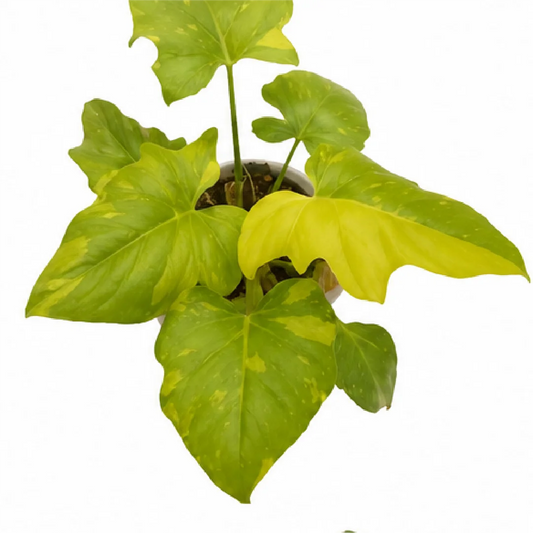 Philodendron Warscewiczii Tricolor Var Tissue Culture