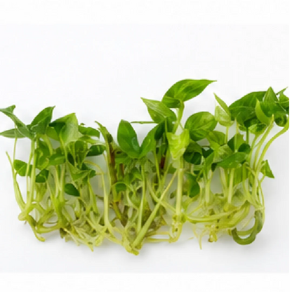 Anthurium Hookeri Aurea Variegated – Tissue Culture