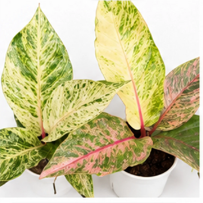 Anthurium Hookeri Aurea Variegated – Tissue Culture
