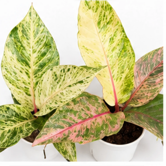 Anthurium Hookeri Aurea Variegated – Tissue Culture