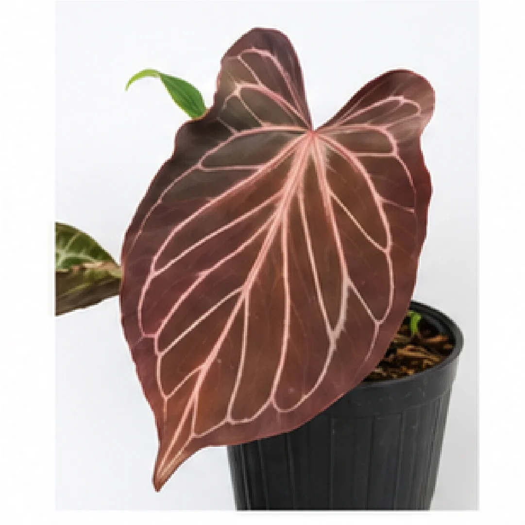 Anthurium Butterfly Leaf KOS – Tissue Culture