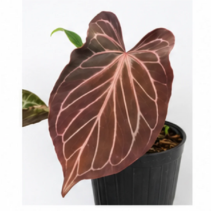 Anthurium Butterfly Leaf KOS – Tissue Culture