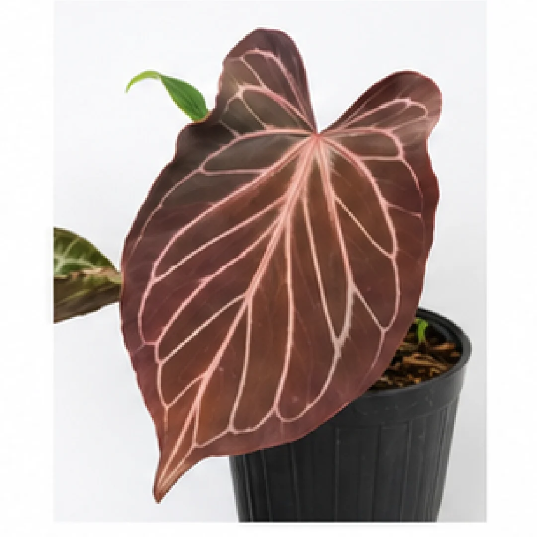 Anthurium Butterfly Leaf KOS – Tissue Culture