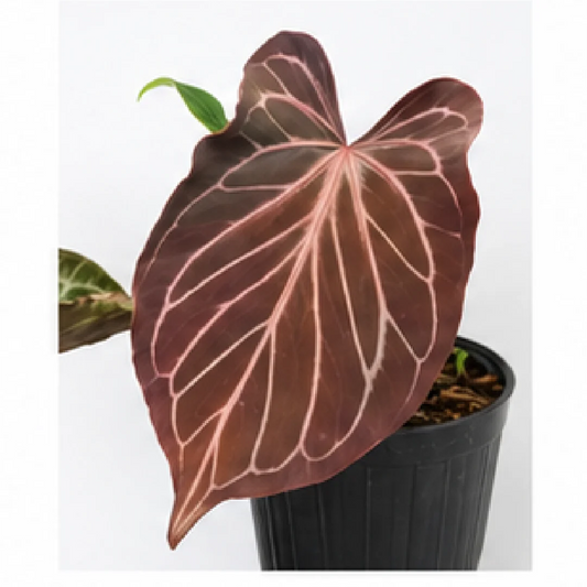 Anthurium Butterfly Leaf KOS – Tissue Culture