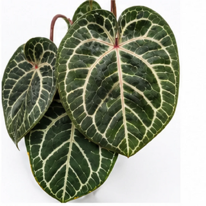 Anthurium Red Crystallinum – Tissue Culture