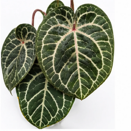 Anthurium Red Crystallinum – Tissue Culture