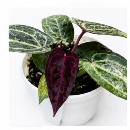 Anthurium Purple Crystallinum – Tissue Culture
