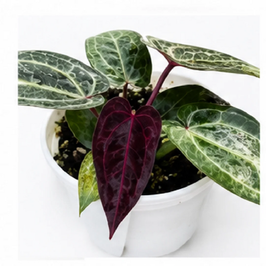 Anthurium Purple Crystallinum – Tissue Culture