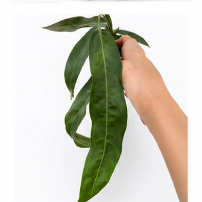 Anthurium Pallidiflorum – Tissue Culture